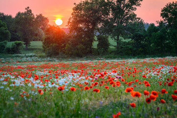 Beautiful summer sunrise over wild flowers meadow