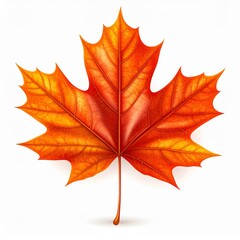 Obraz premium Detailed Orange and Red Maple Leaf on White