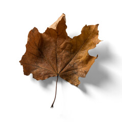 A dried brown maple leaf displayed on a white background, highlighting its texture and shape.