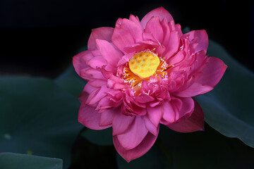 Close-up of a blooming lotus flower with green leaves on a dark background