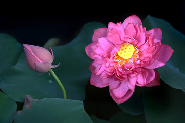 Close-up of a blooming lotus flower with green leaves on a dark background