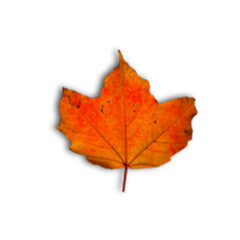 A vibrant orange maple leaf, showcasing autumn colors and textures against a clean background.