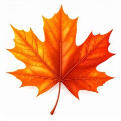 Obraz premium Orange and Red Maple Leaf on White Background