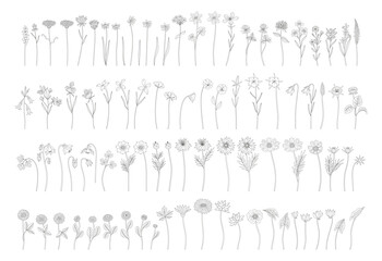 Wildflowers set in line art, contour, and minimal style. Hand drawn diverse meadow flowers, herbs, and wild plants. Botanical elements for design projects. Vector illustration