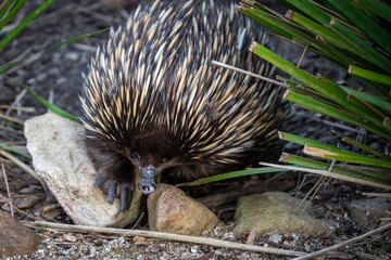 Echidna animal wild bush spikes scourage food