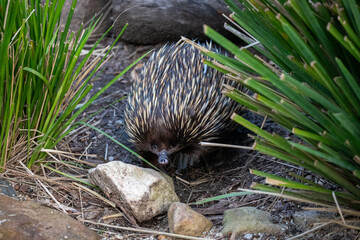 Echidna animal wild bush spikes scourage food