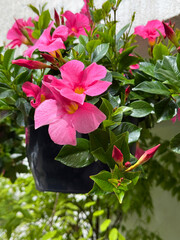 Mandevilla sanderi dipladenia pink blooms in flower pot.