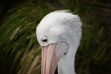 pelican bird water shadow lake feathers