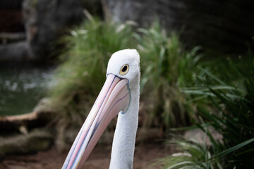 pelican bird water shadow lake feathers