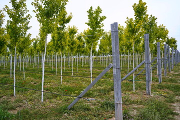 Fototapeta premium Plant nursery with various trees and shrubs in neat rows. Lush greenery, natural setting