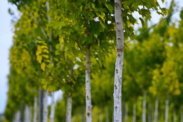 Plant nursery with various trees and shrubs in neat rows. Lush greenery, natural setting