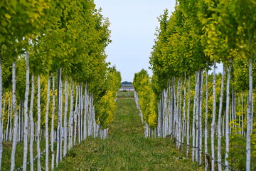 Plant nursery with various trees and shrubs in neat rows. Lush greenery, natural setting