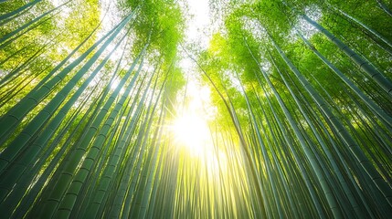 Mystical bamboo forest with soft sunlight filtering through tall green stalks