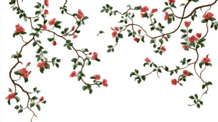 Wild rose vines climbing in curved spirals minimal on white