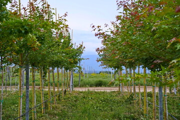 Plant nursery with various trees and shrubs in neat rows. Lush greenery, natural setting