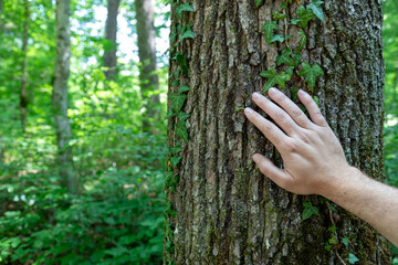 A man's hand touches the trunk of an oak tree in the forest. Concept ecology and people.