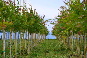Plant nursery with various trees and shrubs in neat rows. Lush greenery, natural setting