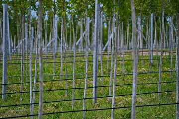 Plant nursery with various trees and shrubs in neat rows. Lush greenery, natural setting