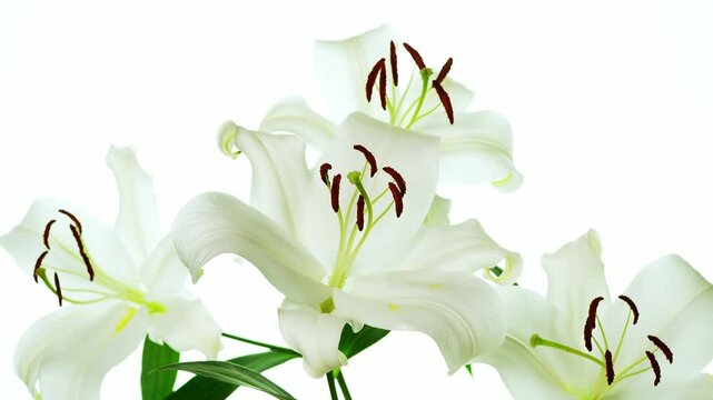 白い百合の花　ズームイン
