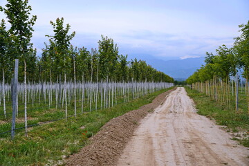 Fototapeta premium Plant nursery with various trees and shrubs in neat rows. Lush greenery, natural setting