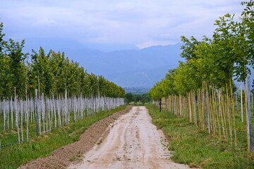 Plant nursery with various trees and shrubs in neat rows. Lush greenery, natural setting