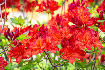 Red rhododendron flowers in spring park	
