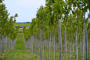 Plant nursery with various trees and shrubs in neat rows. Lush greenery, natural setting