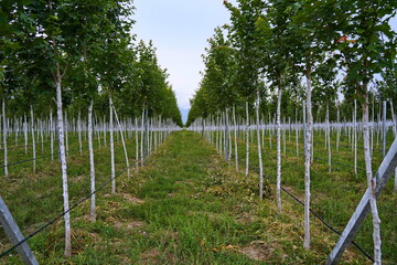 Plant nursery with various trees and shrubs in neat rows. Lush greenery, natural setting