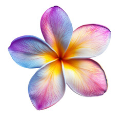 Fototapeta premium Colorful flower blossom vibrant petals soft hues artistic design