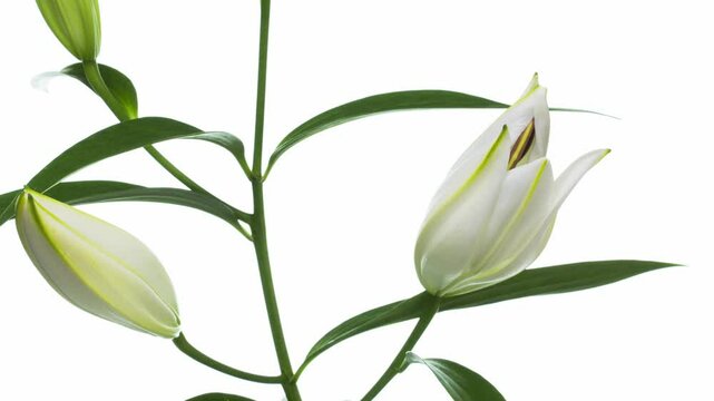 白い百合の花の開花　タイムラプス撮影