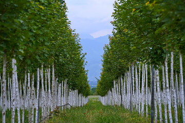 Plant nursery with various trees and shrubs in neat rows. Lush greenery, natural setting