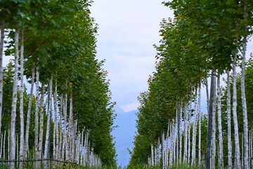 Plant nursery with various trees and shrubs in neat rows. Lush greenery, natural setting