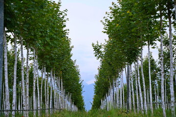 Plant nursery with various trees and shrubs in neat rows. Lush greenery, natural setting