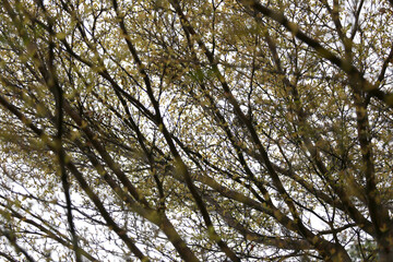 Delicate Branches of a Tree with Fresh Green Buds Against a Softly Blurred Background on a Cloudy Day, Illustrating Spring's Gentle Arrival and Natural Beauty