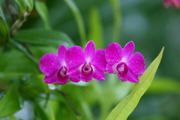 Vibrant pink orchid flowers with delicate petals and lush green foliage background, showcasing the...