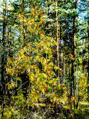 clusters of red autumn mountain ash