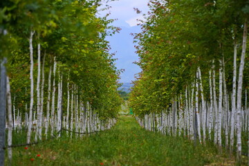 Plant nursery with various trees and shrubs in neat rows. Lush greenery, natural setting