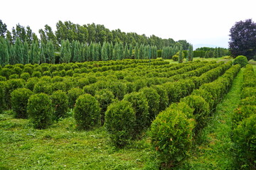 Fototapeta premium Plant nursery with various trees and shrubs in neat rows. Lush greenery, natural setting