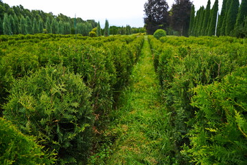 Plant nursery with various trees and shrubs in neat rows. Lush greenery, natural setting