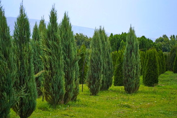 Plant nursery with various trees and shrubs in neat rows. Lush greenery, natural setting