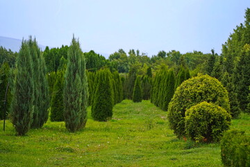 Plant nursery with various trees and shrubs in neat rows. Lush greenery, natural setting
