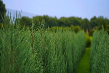 Plant nursery with various trees and shrubs in neat rows. Lush greenery, natural setting