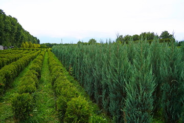 Plant nursery with various trees and shrubs in neat rows. Lush greenery, natural setting