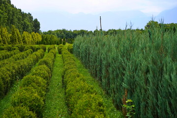 Plant nursery with various trees and shrubs in neat rows. Lush greenery, natural setting