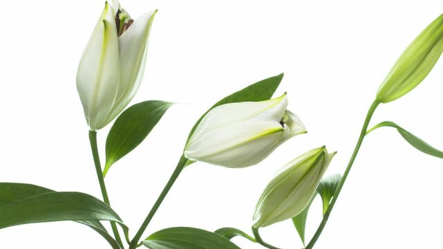白い百合の花の開花　タイムラプス撮影