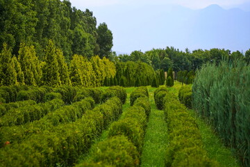 Plant nursery with various trees and shrubs in neat rows. Lush greenery, natural setting