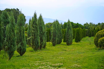 Plant nursery with various trees and shrubs in neat rows. Lush greenery, natural setting