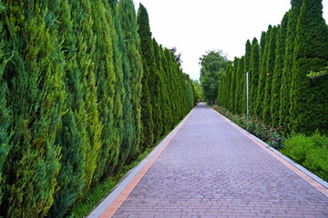 Plant nursery with various trees and shrubs in neat rows. Lush greenery, natural setting