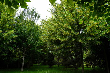 Plant nursery with various trees and shrubs in neat rows. Lush greenery, natural setting