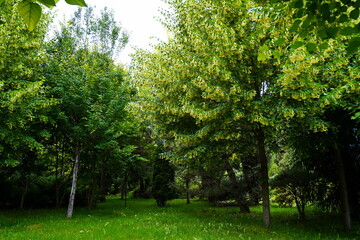 Plant nursery with various trees and shrubs in neat rows. Lush greenery, natural setting